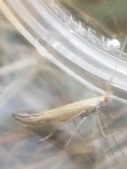 Coleophora lixella