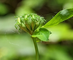 Lotus uliginosus