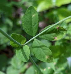 Lotus uliginosus