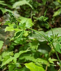 Lotus uliginosus