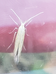 Coleophora lixella