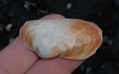 Barbatia novaezealandiae