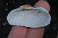 Barbatia novaezealandiae