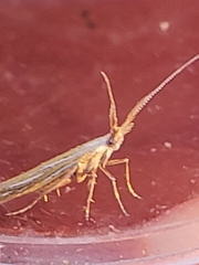 Coleophora lixella