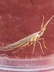 Coleophora lixella