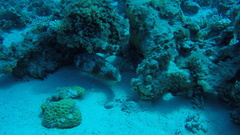 Cyclichthys spilostylus