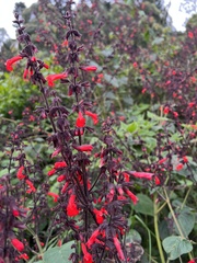 Salvia rubescens