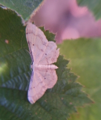 Idaea politaria
