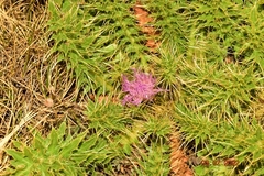 Cirsium acaule gregarium