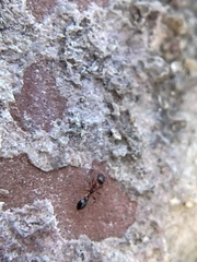 Cardiocondyla mauritanica