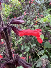 Salvia rubescens