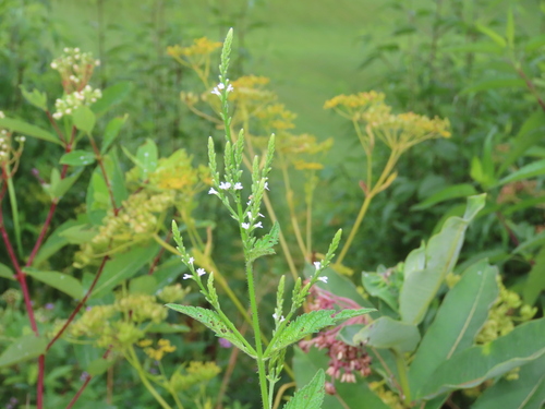 Verbena urticifolia iNat (3)