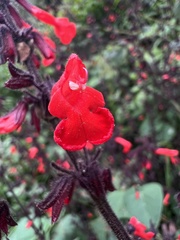 Salvia rubescens