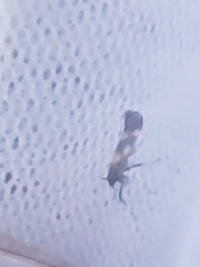 Euspilapteryx auroguttella