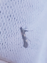 Euspilapteryx auroguttella