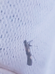 Euspilapteryx auroguttella