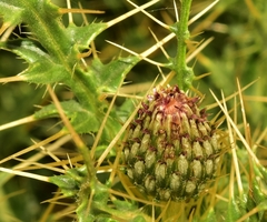 Cirsium acaule gregarium
