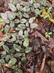 Hemigraphis alternata