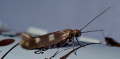 Scythris scopolella