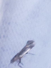 Euspilapteryx auroguttella