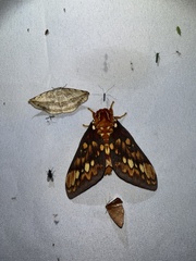 Citheronia equatorialis