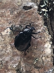 Osmoderma scabra