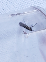 Euspilapteryx auroguttella