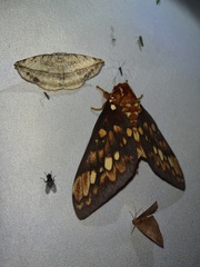 Citheronia equatorialis