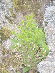 Solidago spithamaea