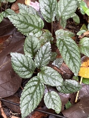 Hemigraphis alternata