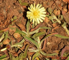 Pilosella castellana