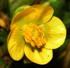 Ranunculus demissus