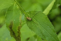 Leiobunum aldrichi