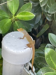 Anolis wattsii
