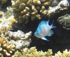 Amblyglyphidodon indicus