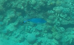 Caesio lunaris