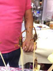 Centruroides suffusus