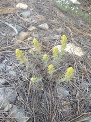 Castilleja arachnoidea