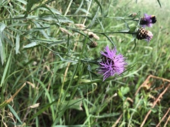 Centaurea jacea jacea