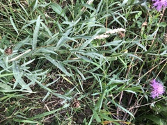 Centaurea jacea jacea