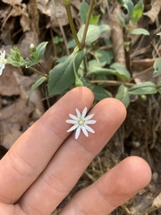 Stellaria pubera