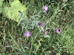 Centaurea jacea jacea