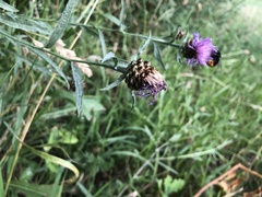 Centaurea jacea jacea