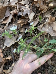 Stellaria pubera