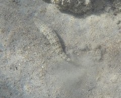 Synodus dermatogenys