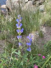 Penstemon glaber