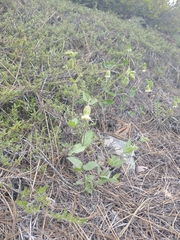 Silene campanulata