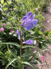 Penstemon glaber
