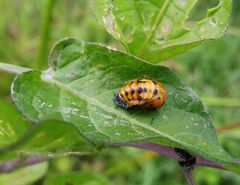 Coccinella septempunctata