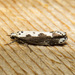 Ethmia marmorea - Photo (c) Jim Johnson, some rights reserved (CC BY-NC-ND), uploaded by Jim Johnson